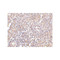ProSci 4327 RAP80 Antibody
