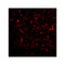 ProSci 4327 RAP80 Antibody