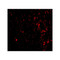 ProSci 4341 TEM7 Antibody