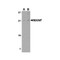 ProSci 4349 MANF Antibody