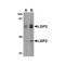 ProSci 4355 LGP2 Antibody