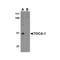 ProSci 4373 TOCA-1 Antibody