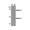 ProSci 4377 Nhe-1 Antibody