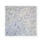 ProSci 4381 Grik1 Antibody
