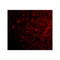 ProSci 4383 Grik1 Antibody