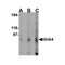 ProSci 4391 Grik4 Antibody