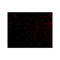 ProSci 4391 Grik4 Antibody