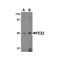 ProSci 4403 FEZ2 Antibody