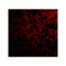 ProSci 4407 IPR1 Antibody