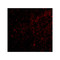 ProSci 4411 SAPAP3 Antibody