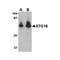 ProSci 4425 ATG16 Antibody
