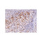 ProSci 4429 Cathelicidin Antibody