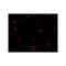 ProSci 4443 CXCR4-Lo Antibody