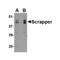 ProSci 4449 SCRAPPER Antibody