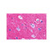 ProSci 4447 RIM2 Antibody