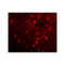 ProSci 4457 Slitrk2 Antibody