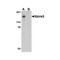 ProSci 4475 Slitrk5 Antibody
