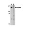 ProSci 4477 Slitrk5 Antibody
