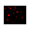 ProSci 4483 Slitrk4 Antibody