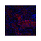 ProSci 4495 RTP801 Antibody
