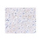 ProSci 4503 BAP3 Antibody
