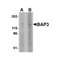 ProSci 4505 BAP3 Antibody