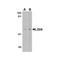ProSci 4511 LGI4 Antibody