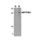 ProSci 4509 RTP801 Antibody