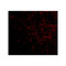 ProSci 4533 LGI2 Antibody