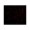 ProSci 4537 NIPSNAP Antibody