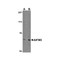 ProSci 4539 AIFM3 Antibody