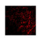 ProSci 4539 AIFM3 Antibody