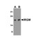 ProSci 4543 IRGM Antibody