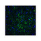 ProSci 4543 IRGM Antibody