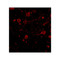 ProSci 4559 CAPS1 Antibody