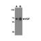 ProSci 4611 VGF Antibody