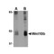 ProSci 4619 Wnt10b Antibody