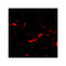 ProSci 4625 SAPAP2 Antibody