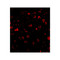 ProSci 4631 SATB1 Antibody