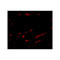 ProSci 4651 Slc22A17 Antibody