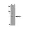 ProSci 4663 BICD1 Antibody