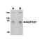 ProSci 4699 NUP107 Antibody
