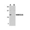 ProSci 4731 MED28 Antibody