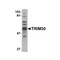 ProSci 4745 TRIM30 Antibody
