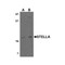 ProSci 4755 Stella Antibody