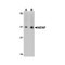 ProSci 4753 NENF Antibody