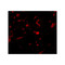 ProSci 4753 NENF Antibody