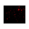 ProSci 4759 CAPN6 Antibody