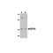 ProSci 4769 GPVI Antibody