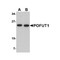 ProSci 4765 POFUT1 Antibody